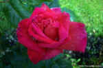 rose2.jpg (66914 bytes)